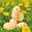 Ostern Chicken with Eggs Serviette 20 Stk 33x33 cm