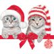 Weihnachten Christmas Hats Katzendesign Servietten 20er Set, 33x33 cm
