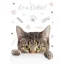 Katze Meow A/4 Gummibandmappe