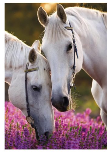 Pferd Whispers A/4 Gummibandordner