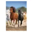 Pferd Freedom A/4 Gummibandordner