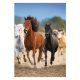 Pferd Freedom A/4 Gummibandordner