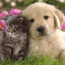 Tiere